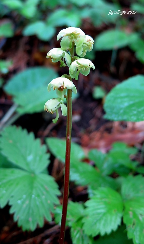 hruštička zelená Pyrola chlorantha Sw.