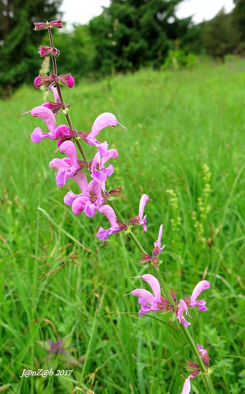 šalvia lúčna Salvia pratensis L.