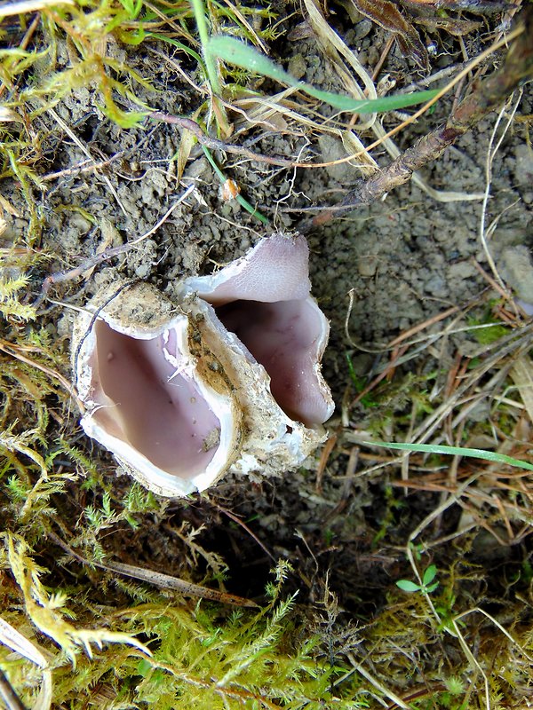 tulipánovka fialová Sarcosphaera coronaria (Jacq.) J. Schröt.