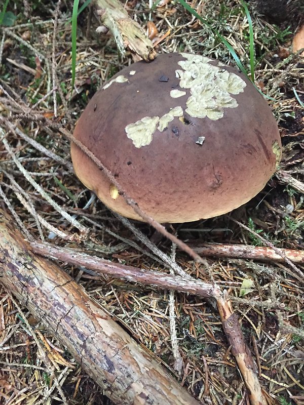 hríb zrnitohlúbikový Sutorius luridiformis (Rostk.) G. Wu & Zhu L. Yang