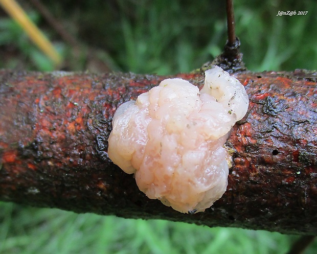 rôsolovka priesvitná Tremella encephala Willd.