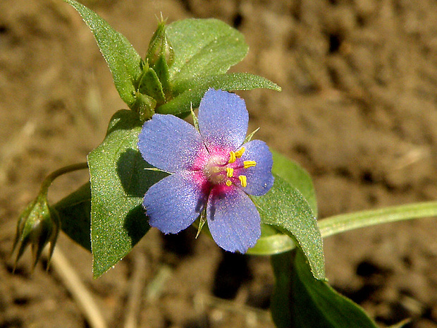 drchnička roľná (modrokvetá) Anagallis arvensis L.