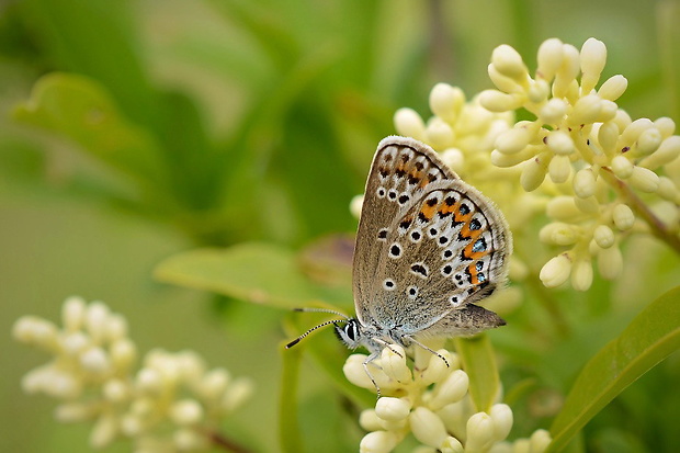 modráčik čiernoobrúbený Plebejus argus