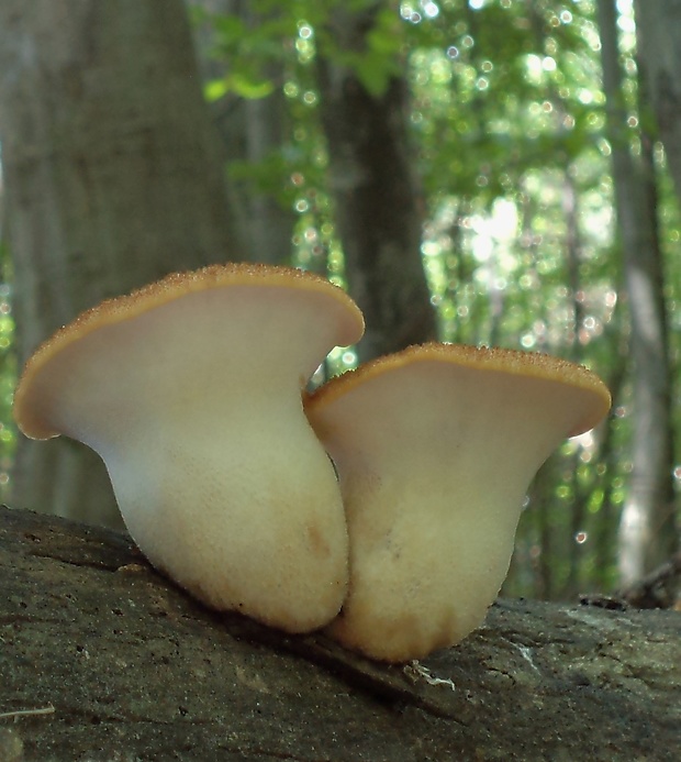 trúdnik šupinatý Cerioporus squamosus (Huds.) Quél.