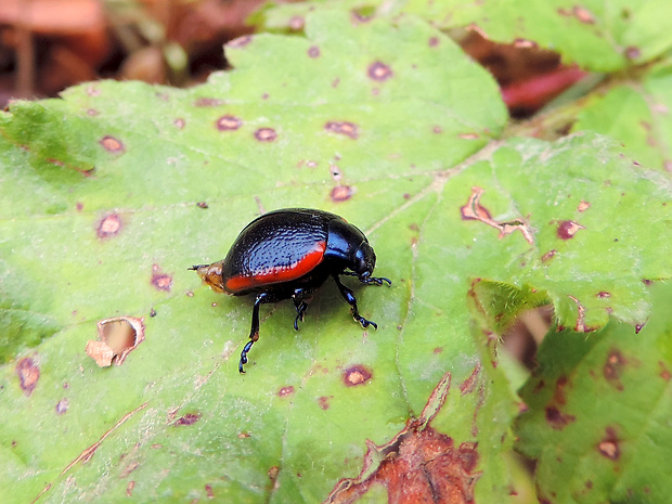 liskavka / mandelinka vroubená Chrysolina kuesteri Helliesen, 1912