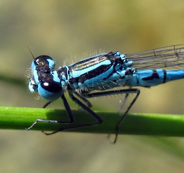 šidielko obyčajné Coenagrion puella L.