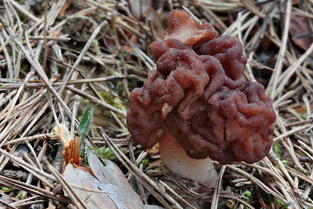 ušiak obyčajný Gyromitra esculenta (Pers.) Fr.