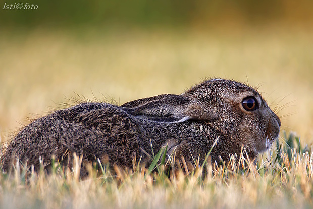 zajac poľný Lepus europaeus