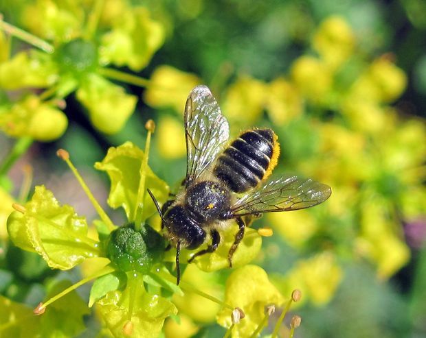 čalúnnica Megachile sp.