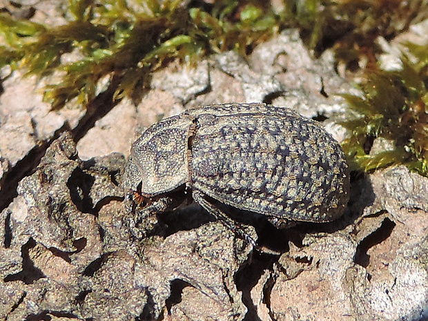 potemník pieskový / potemník písečný Opatrum sabulosum Linnaeus, 1761