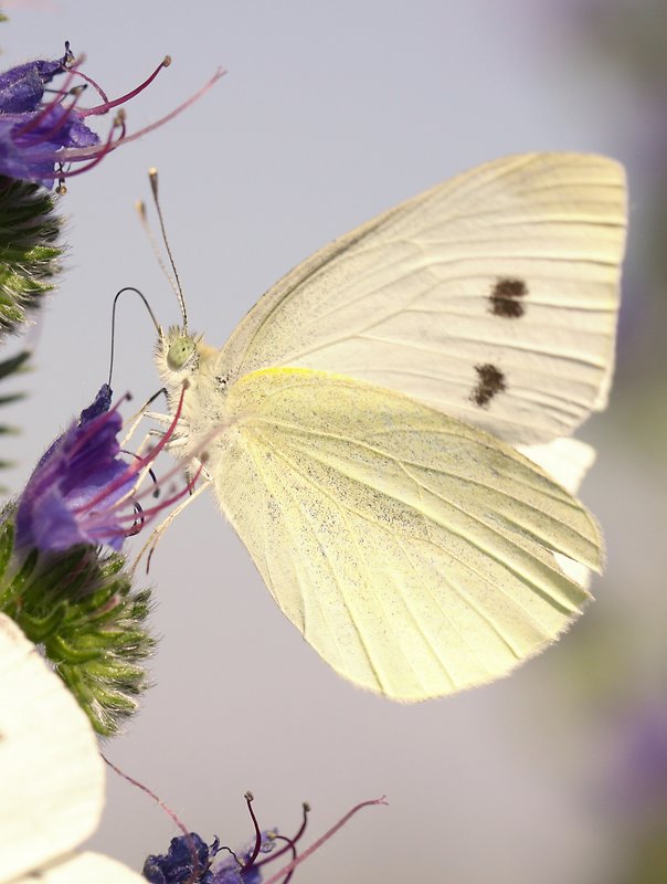 mlynárik repový  Pieris rapae