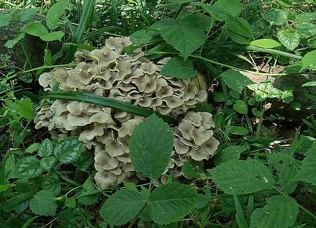 trúdnik klobúčkatý Polyporus umbellatus (Pers.) Fr.