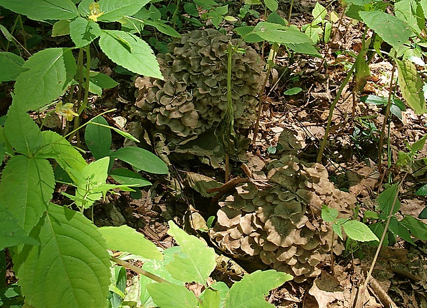 trúdnik klobúčkatý Polyporus umbellatus (Pers.) Fr.