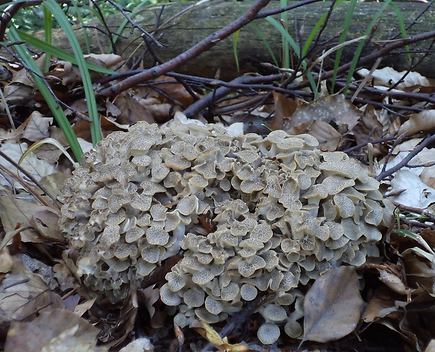 trúdnik klobúčkatý Polyporus umbellatus (Pers.) Fr.