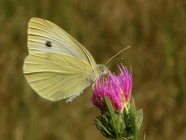 mlynárik repový   Pieris rapae Linnaeus, 1758