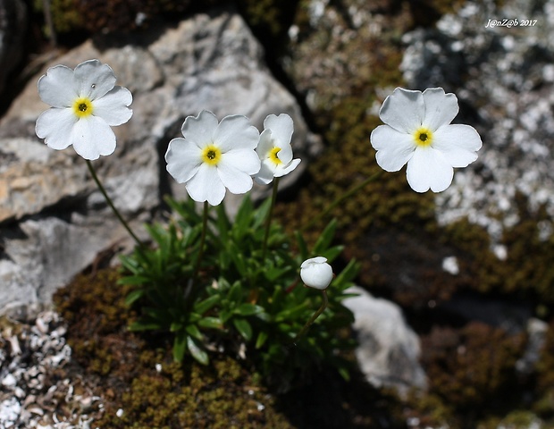 pochybok biely Androsace lactea L.