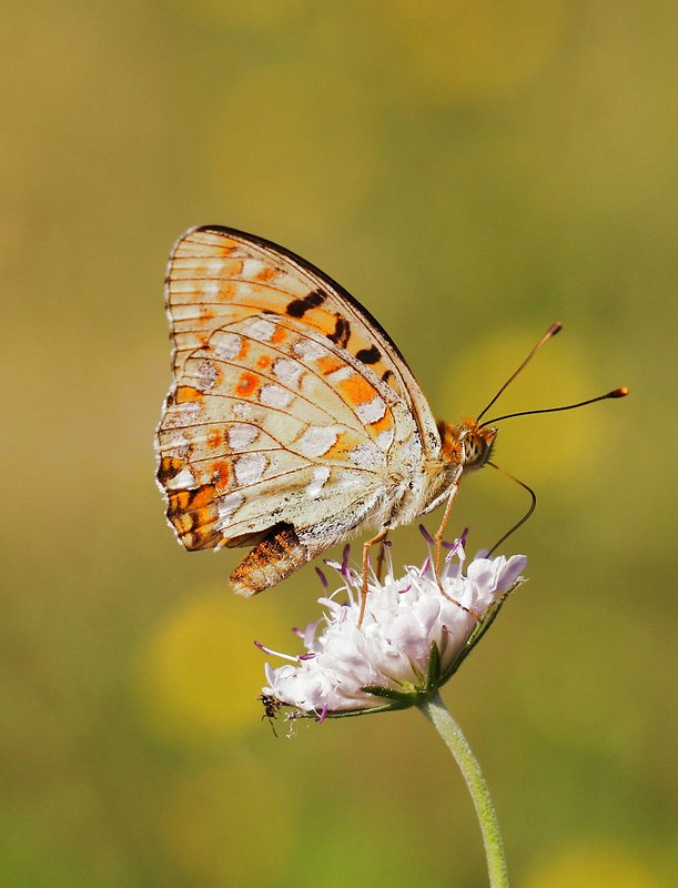 perlovec fialkový Argynnis adippe