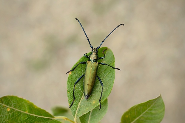 fúzač pižmový Aromia moschata