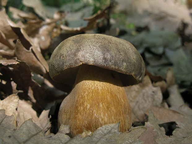 hríb bronzový Boletus aereus Bull. ex Fr.