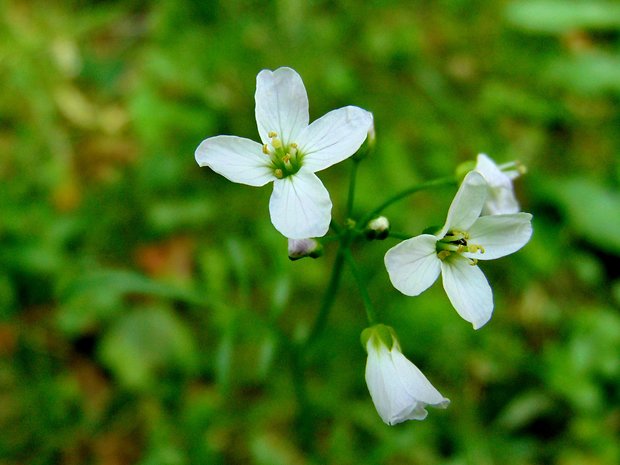 žerušnica horká Cardamine amara L.