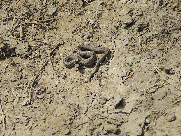 užovka hladká Coronella austriaca