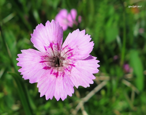 klinček lesklý Dianthus nitidus Waldst. et Kit.