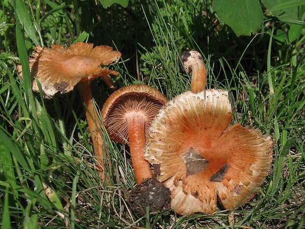 vláknica Godeyova Inocybe godeyi Gillet