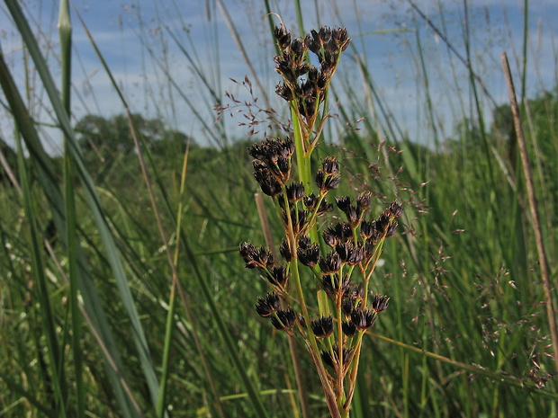 sitina černastá Juncus atratus Krock.