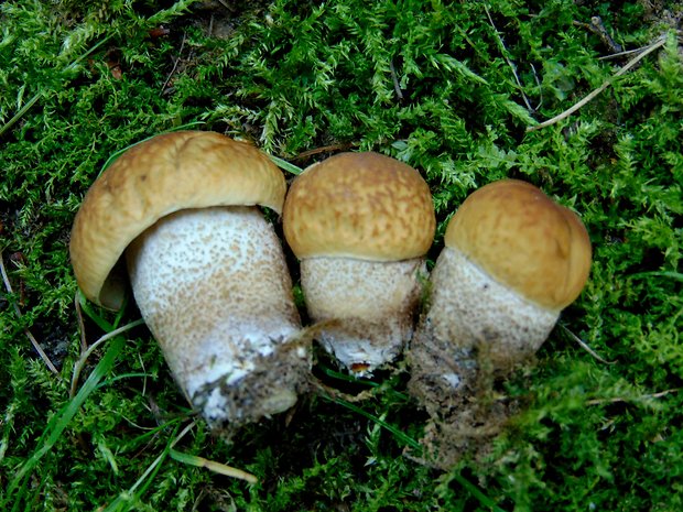 kozák hrabový Leccinum pseudoscabrum (Kallenb.) Šutara