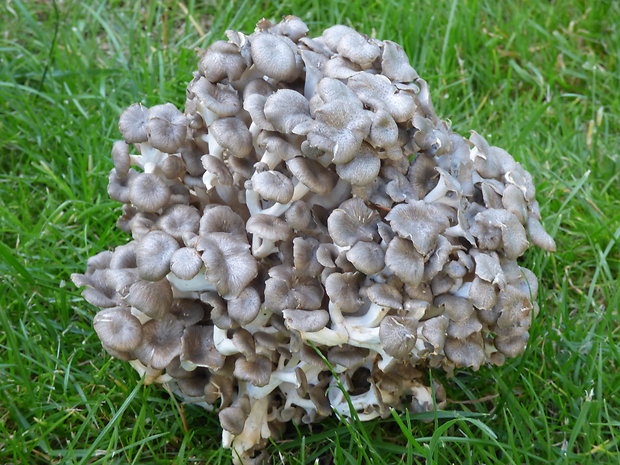 trúdnik klobúčkatý Polyporus umbellatus (Pers.) Fr.