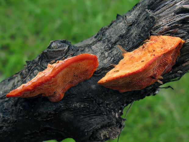 červenica rumelková Pycnoporus cinnabarinus (Jacq.) P. Karst.