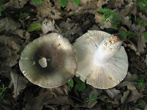 plávka buková Russula heterophylla (Fr.) Fr.