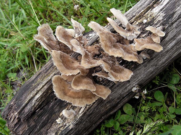 trúdnikovec pásikavý Trametes ochracea (Pers.) Gilb. & Ryvarden