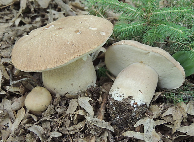 hríb dubový Boletus reticulatus Schaeff.