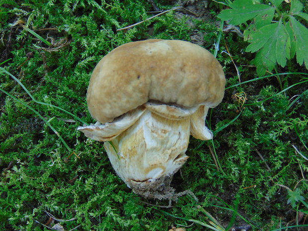 hríb dubový Boletus reticulatus Schaeff.