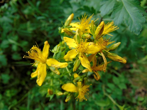 ľubovník Hypericum sp.