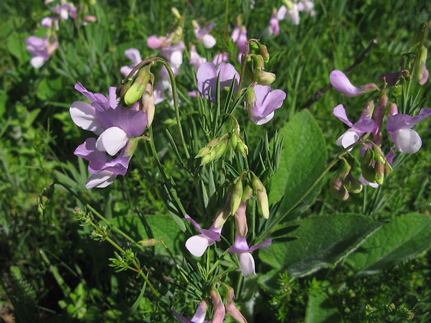 hrachor Lathyrus filiformis