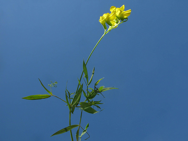 hrachor lúčny Lathyrus pratensis L.