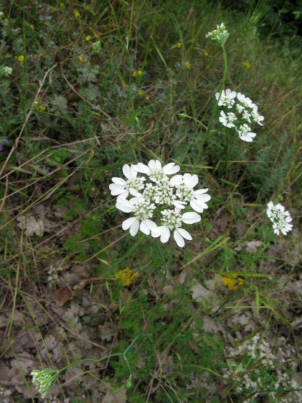 lúčovka veľkokvetá Orlaya grandiflora (L.) Hoffm.