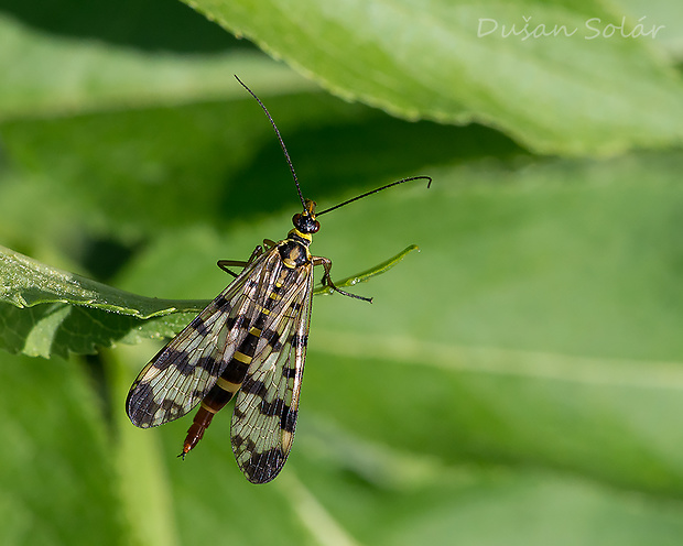 srpica Panorpa communis (Linnaeus, 1758)