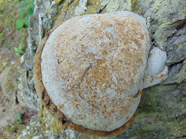 ohňovec Phellinus sp.