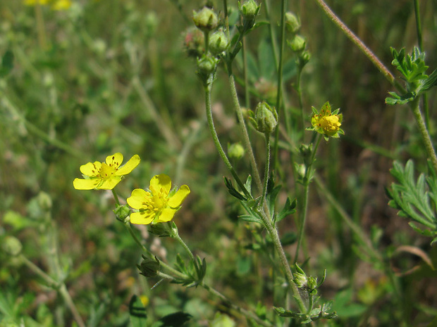 nátržník Putentilla sp.