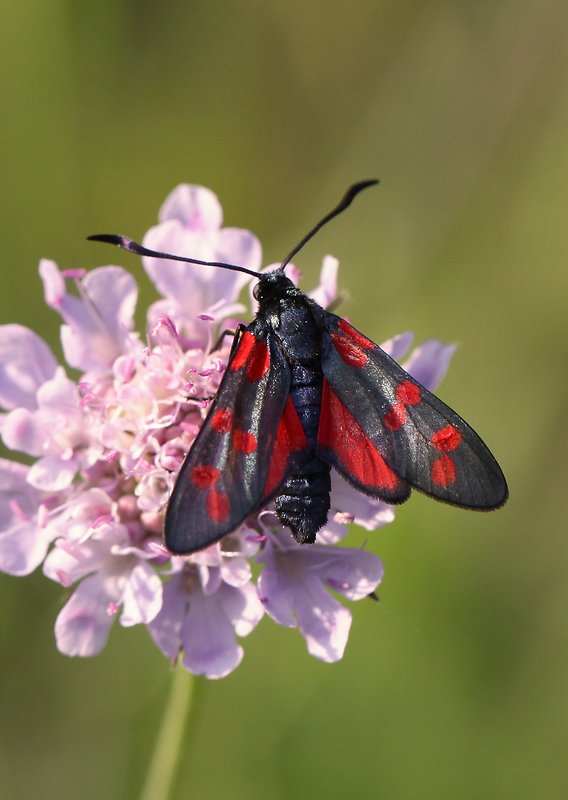 vretienka obyčajná  Zygaena filipendulae