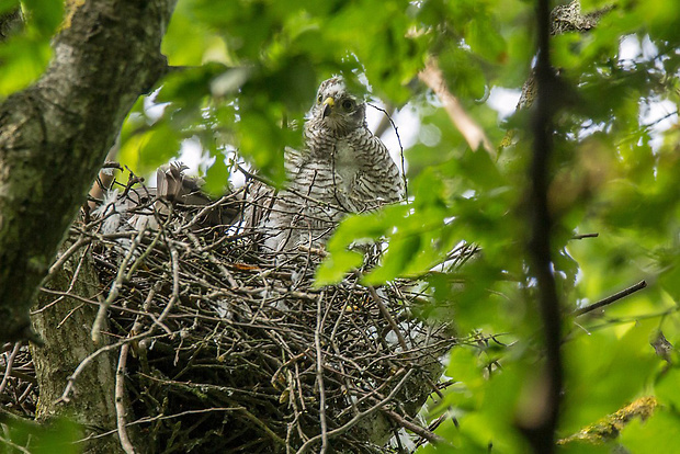 jastrab krahulec  Accipiter nisus