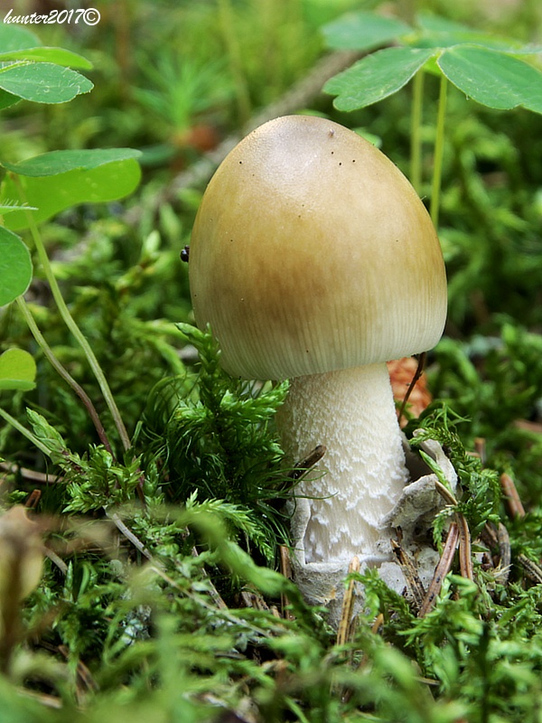 muchotrávka pošvatá Amanita vaginata (Bull.) Lam.