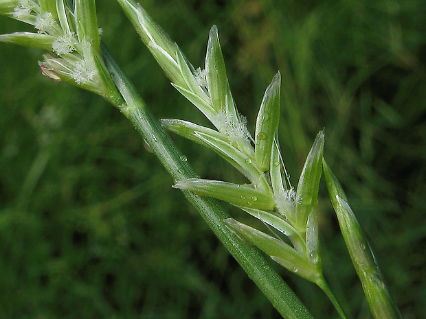 steblovka splývavá Glyceria fluitans (L.) R. Br.