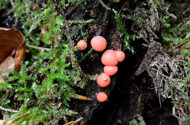 vlčinka Lycogala sp.