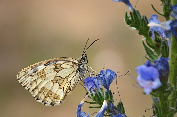 očkáň timotejkový Melanargia galathea