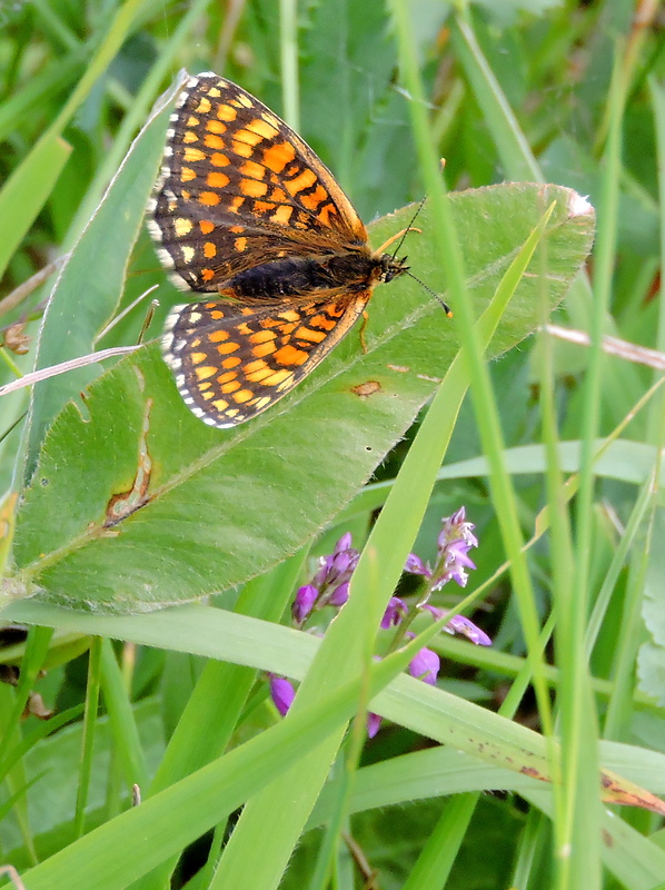 hnedáčik skorocelový Melitaea athalia