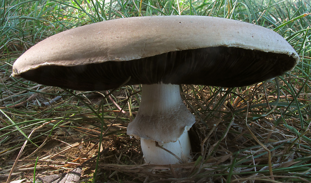 pečiarka Agaricus sp.